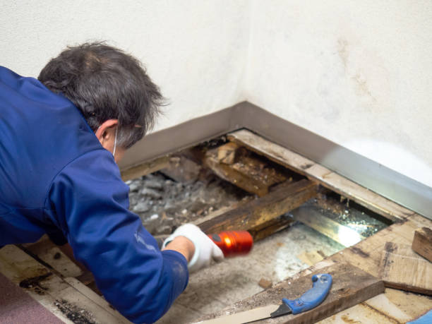 Best Basement Mold Remediation in Warrior, AL