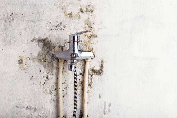 Best White Mold Remediation in Warrior, AL