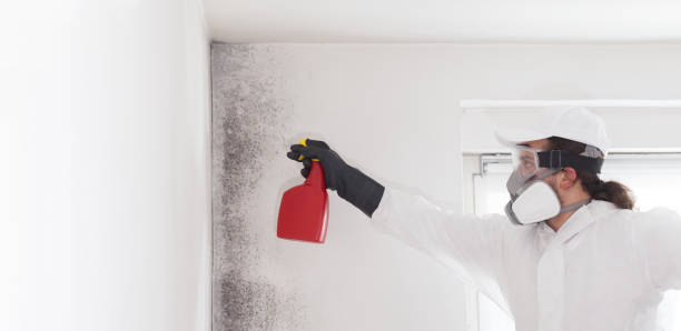 Best Industrial Mold Remediation in Warrior, AL