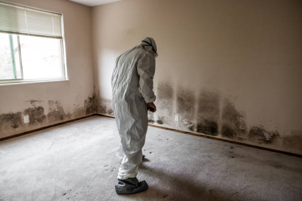 Best Mold Testing and Inspection Services in Warrior, AL
