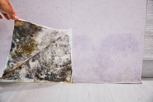 Best Mold Remediation for Specific Building Types in Warrior, AL